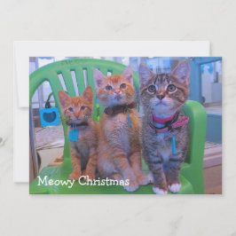 Drei Kätzchen Meowy Dankeskarte