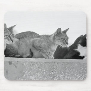 Drei Katzen Mousepad
