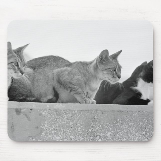 Drei Katzen Mousepad (Vorne)