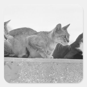 Drei Katzen Quadratischer Aufkleber