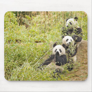 Drei kauender Panda CUB Mousepad