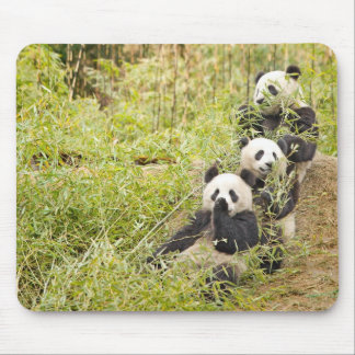 Drei kauender Panda CUB Mousepad
