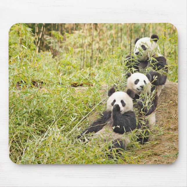 Drei kauender Panda CUB Mousepad (Vorne)