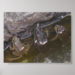 Drei kleine Froggies Poster