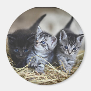 Drei kleine Kätzchen  Magnet