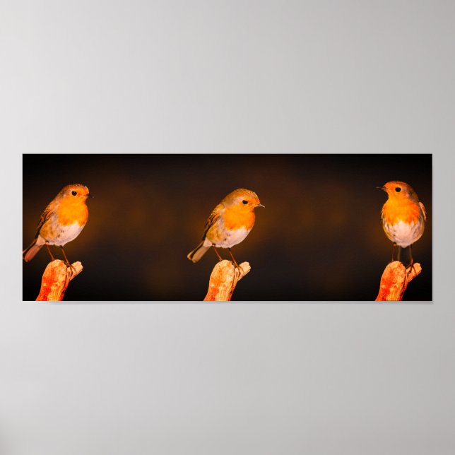 Drei kleine Robinen Vögel auf Perlen Poster (Vorne)