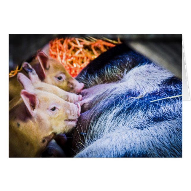 Drei kleine Schweine (Vorderseite (Horizontal))