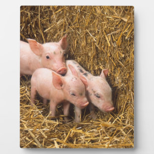 Drei kleine Schweine Fotoplatte
