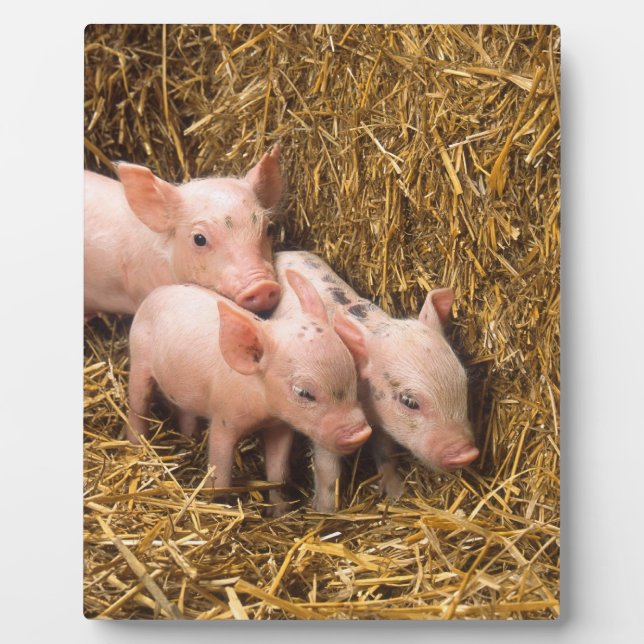 Drei kleine Schweine Fotoplatte (Vorderseite)