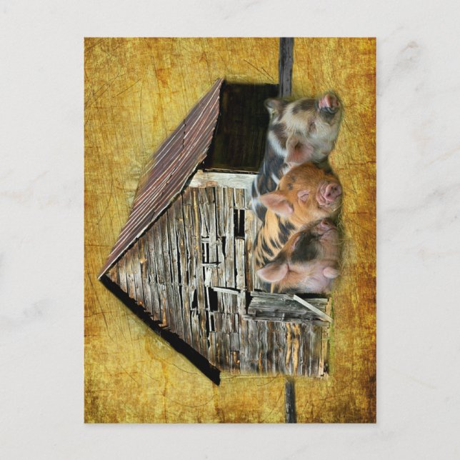 Drei kleine Schweine im rustikalen Stall schnarche Postkarte (Vorderseite)
