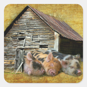 Drei kleine Schweine im rustikalen Stall schnarche Quadratischer Aufkleber