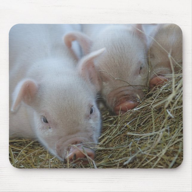 Drei kleine Schweine Mousepad (Vorne)