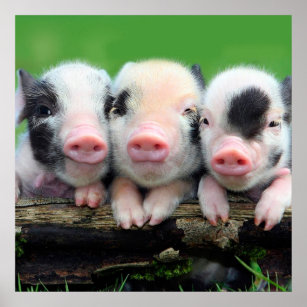 Lustige Schweine Poster Zazzle Ch