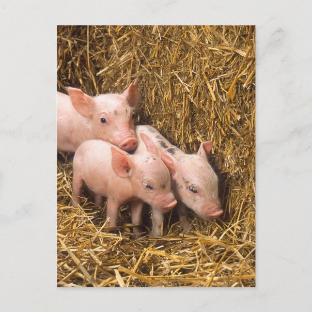 Drei kleine Schweine Postkarte (Vorderseite)