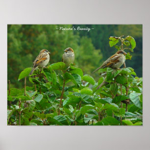 Drei kleine Vogelfreunde Poster