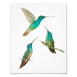Drei Kolibris  Fotodruck