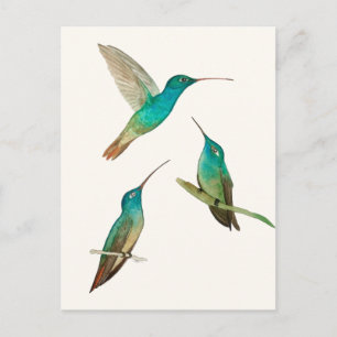 Drei Kolibris Postkarte