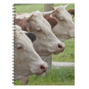 Drei Kühe in einem Roh-Notebook Notizblock