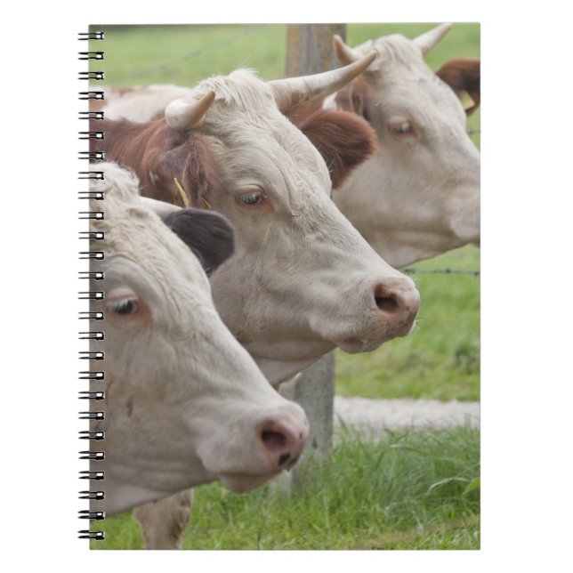 Drei Kühe in einem Roh-Notebook Notizblock (Vorderseite)