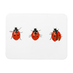 Drei Ladybirds 2013 Magnet