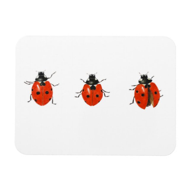 Drei Ladybirds 2013 Magnet (Horizontal)