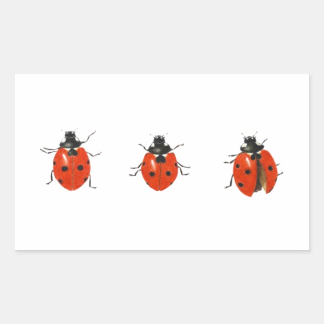 Drei Ladybirds 2013 Rechteckiger Aufkleber (Vorderseite)