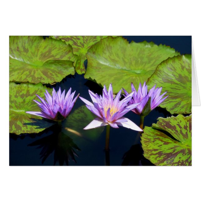 Drei Lila Lilien (Vorderseite (Horizontal))