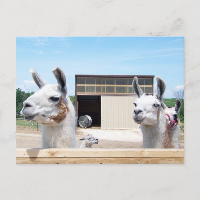 DREI LLAMAS POSTKARTE (Vorderseite)