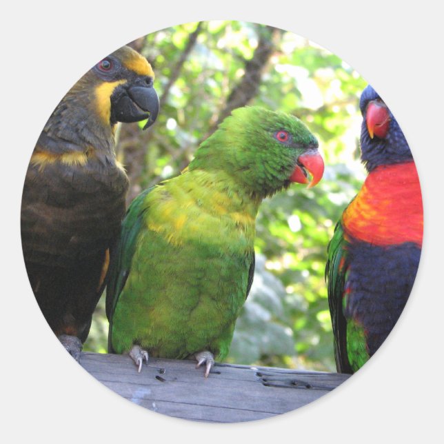 Drei Lorikeets Runder Aufkleber (Vorderseite)