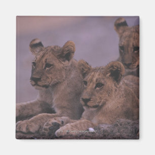 Drei Löwe CUB Magnet