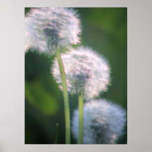 Drei Löwenblüten Poster