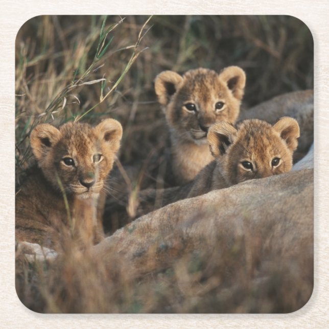 Drei Löwenjunge mit Mutter Rechteckiger Pappuntersetzer (Vorderseite)