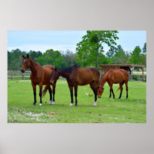 Drei majestätische Pferde Poster