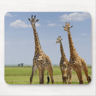 drei Masai-Giraffen, Giraffa camelopardalis Mousepad