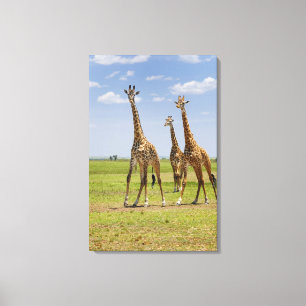 drei Masaigiraffen, Giraffa camelopardalis Leinwanddruck