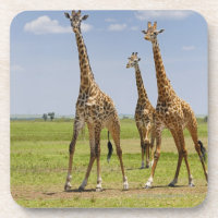 drei Masaigiraffen, Giraffa camelopardalis