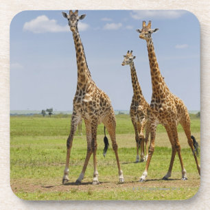 drei Masaigiraffen, Giraffa camelopardalis Untersetzer