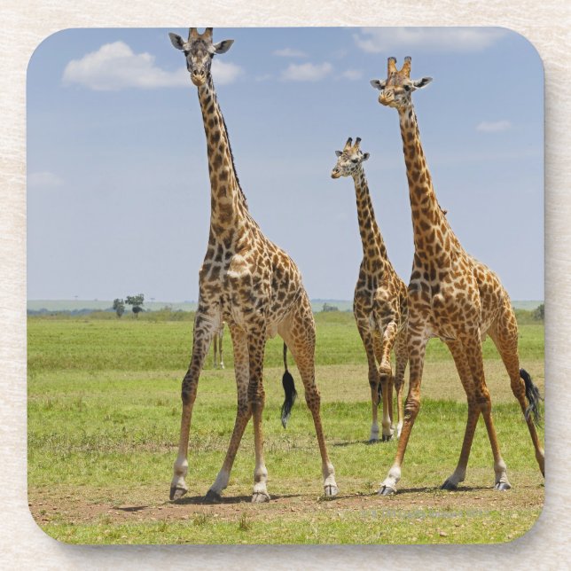 drei Masaigiraffen, Giraffa camelopardalis Untersetzer (Vorderseite)