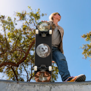 Drei Meerkat-Fotos, vollständiges Skateboard
