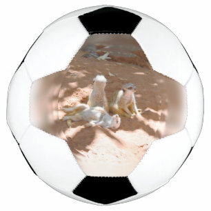 Drei Meerkats Spaß in der Sonne, Fußballball Fußball
