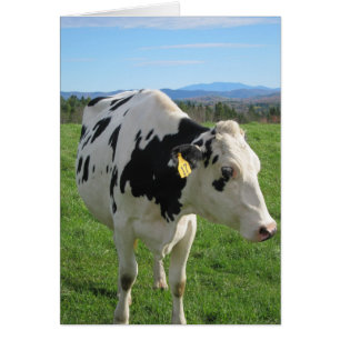 Drei mit Beinen versehenes Kuh-12x18