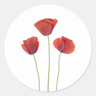 Drei Mohnblumen Runder Aufkleber