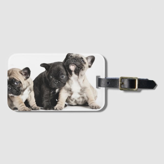 Drei Mops Welpen Gepäckanhänger (Vorderseite (Horizontal))