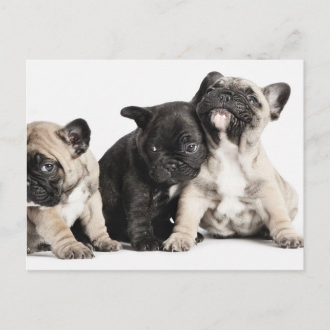 Drei Mops Welpen Postkarte (Vorderseite)