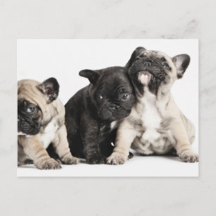 Drei Mops Welpen Postkarte