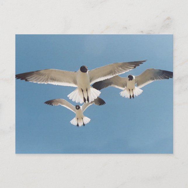 Drei Möwen Postkarte (Vorderseite)