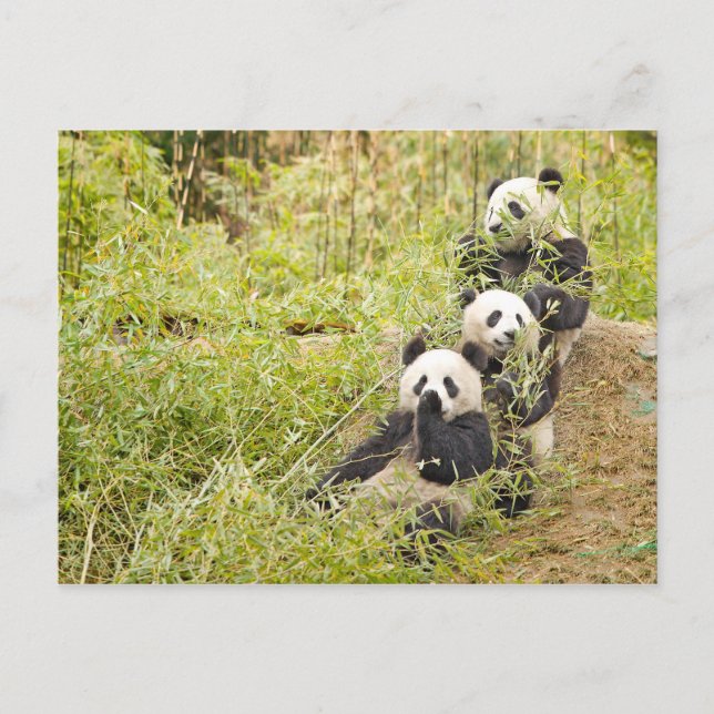 Drei Munching Panda Cubs Personalizable Postcard Postkarte (Vorderseite)