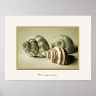 Drei Muscheln ~ Fotografisches Drucken Poster