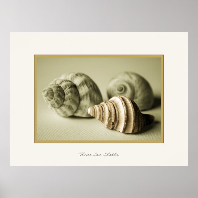 Drei Muscheln ~ Fotografisches Drucken Poster (Vorne)