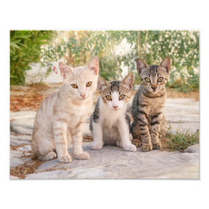 Drei niedliche Katzenküken sitzen freundlich zusa Fotodruck